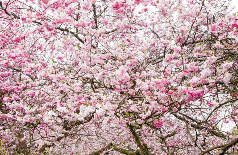 Japan Gifts Cherry Trees to Daventry | Chris Heaton-Harris